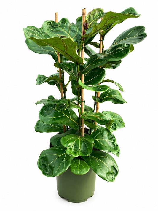 Ficus lyrata 100cm 27cm Pot