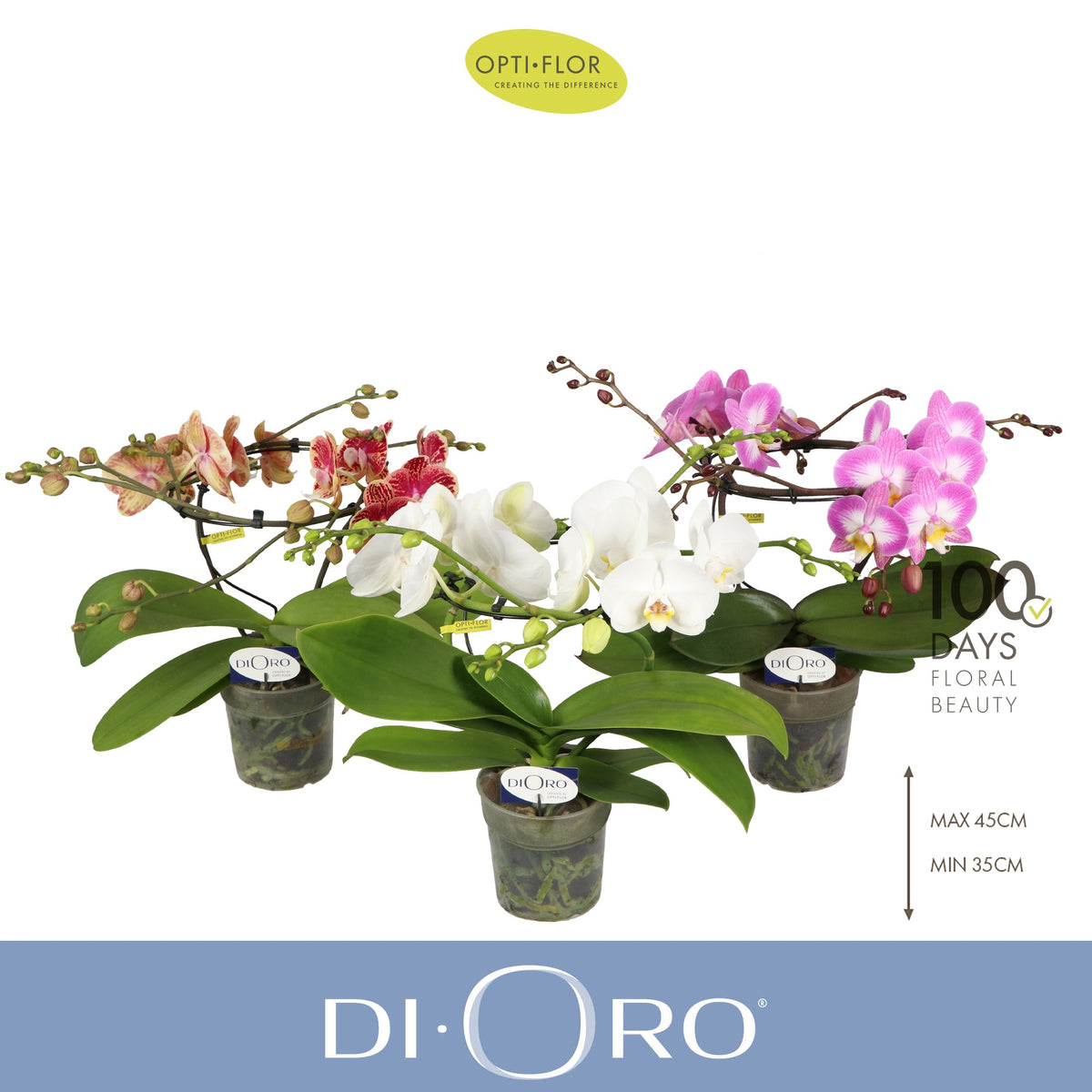 Phalaenopsis mix 50cm 12cm Pot