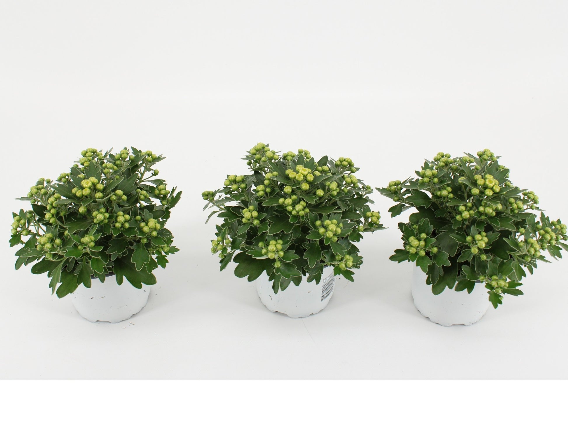 Kwintplant VOF Ajania Pacific White Pack of 15