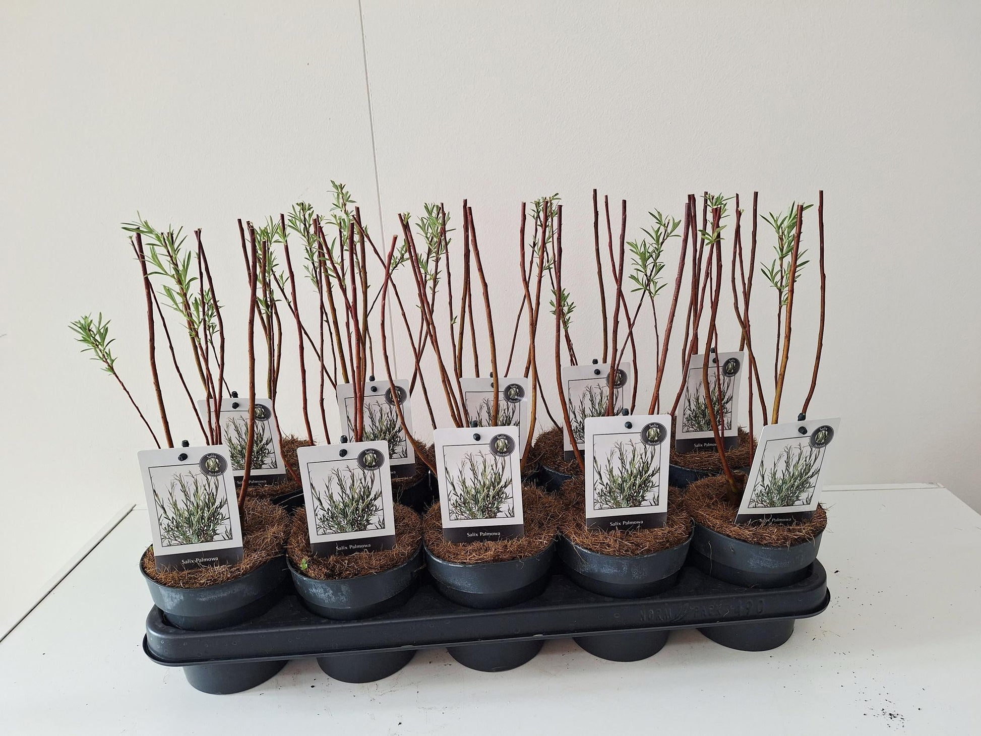 Salix alba mix 35cm 12cm Pot