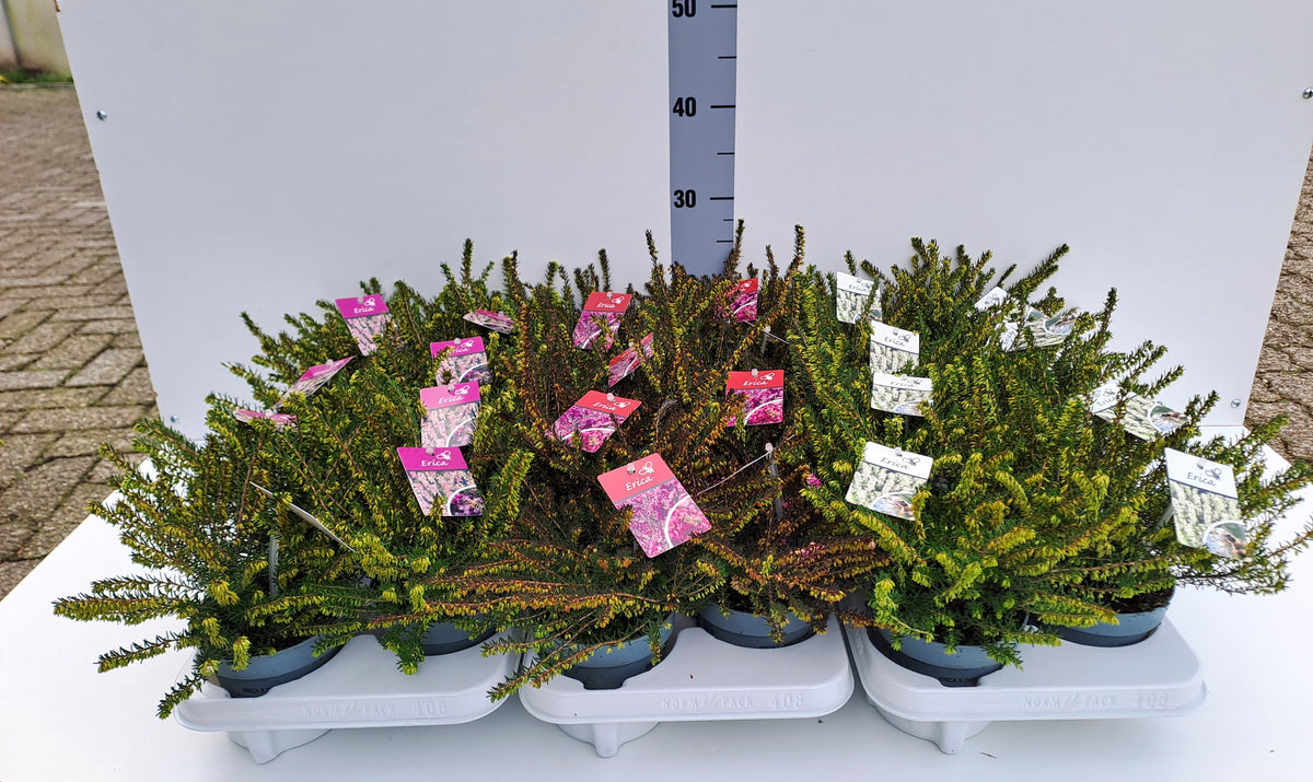 Erica Darleynsis 20cm 12cm Pot