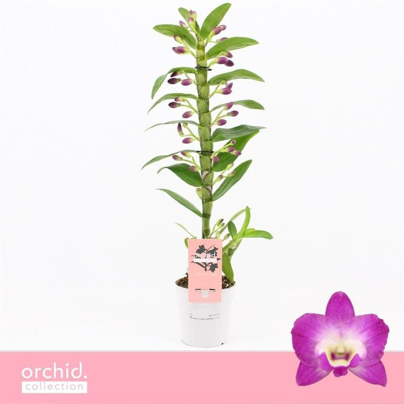 Logico Dendrobium nobile Pack of 10