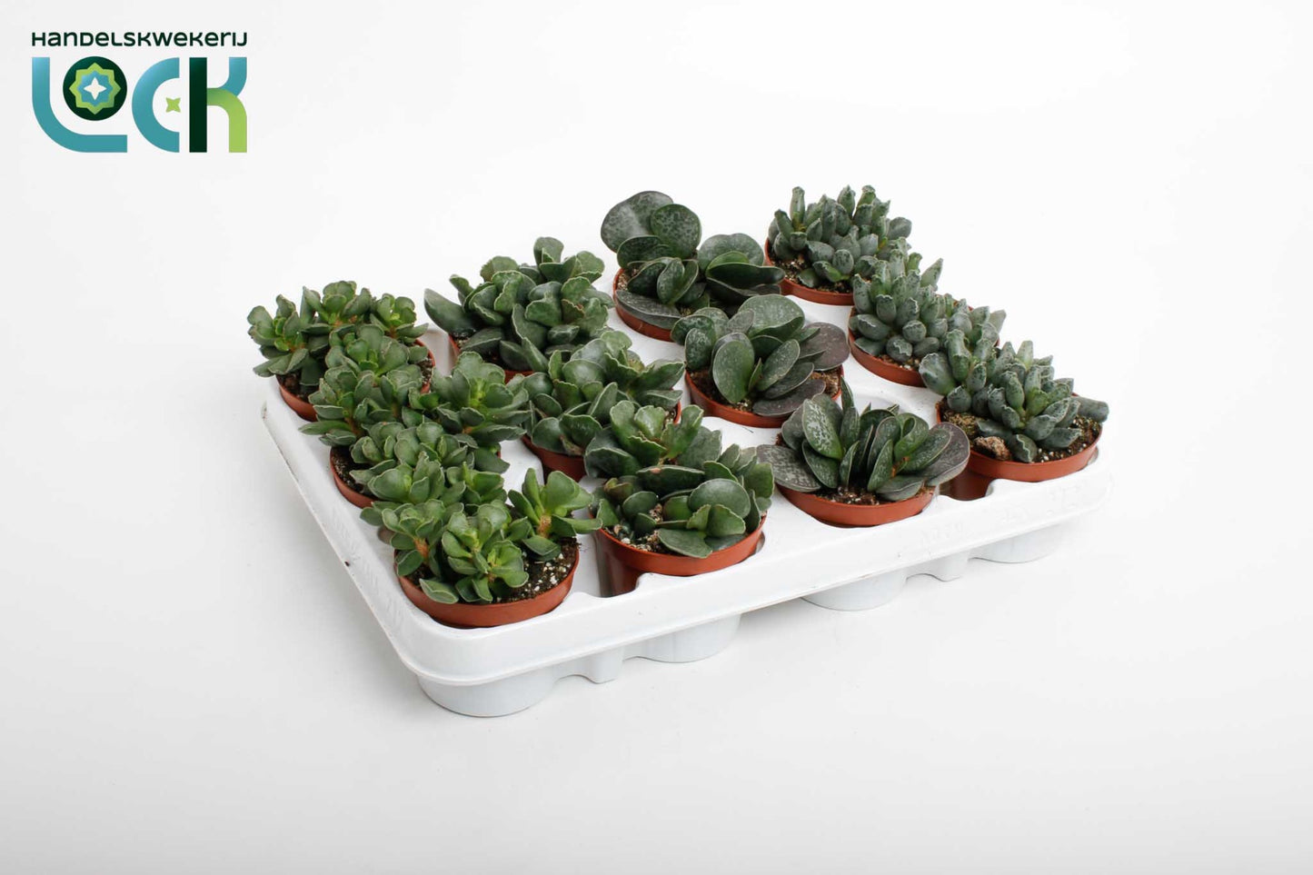 Lock, Handelskwekerij Adromischus mix Pack of 18