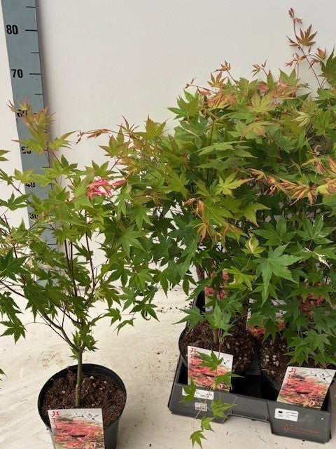 Acer Asahi-zuru 60cm 19cm Pot