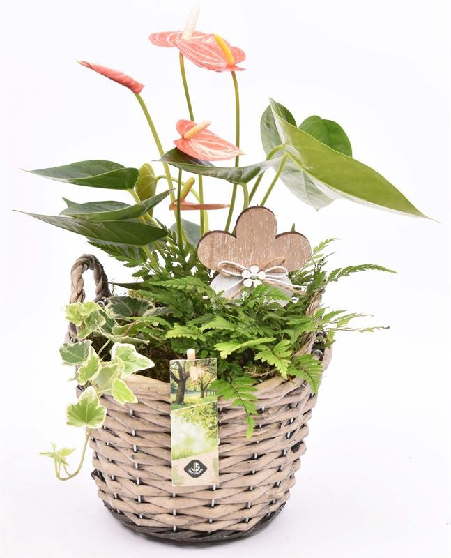 Indoor arrangement 19cm Pot