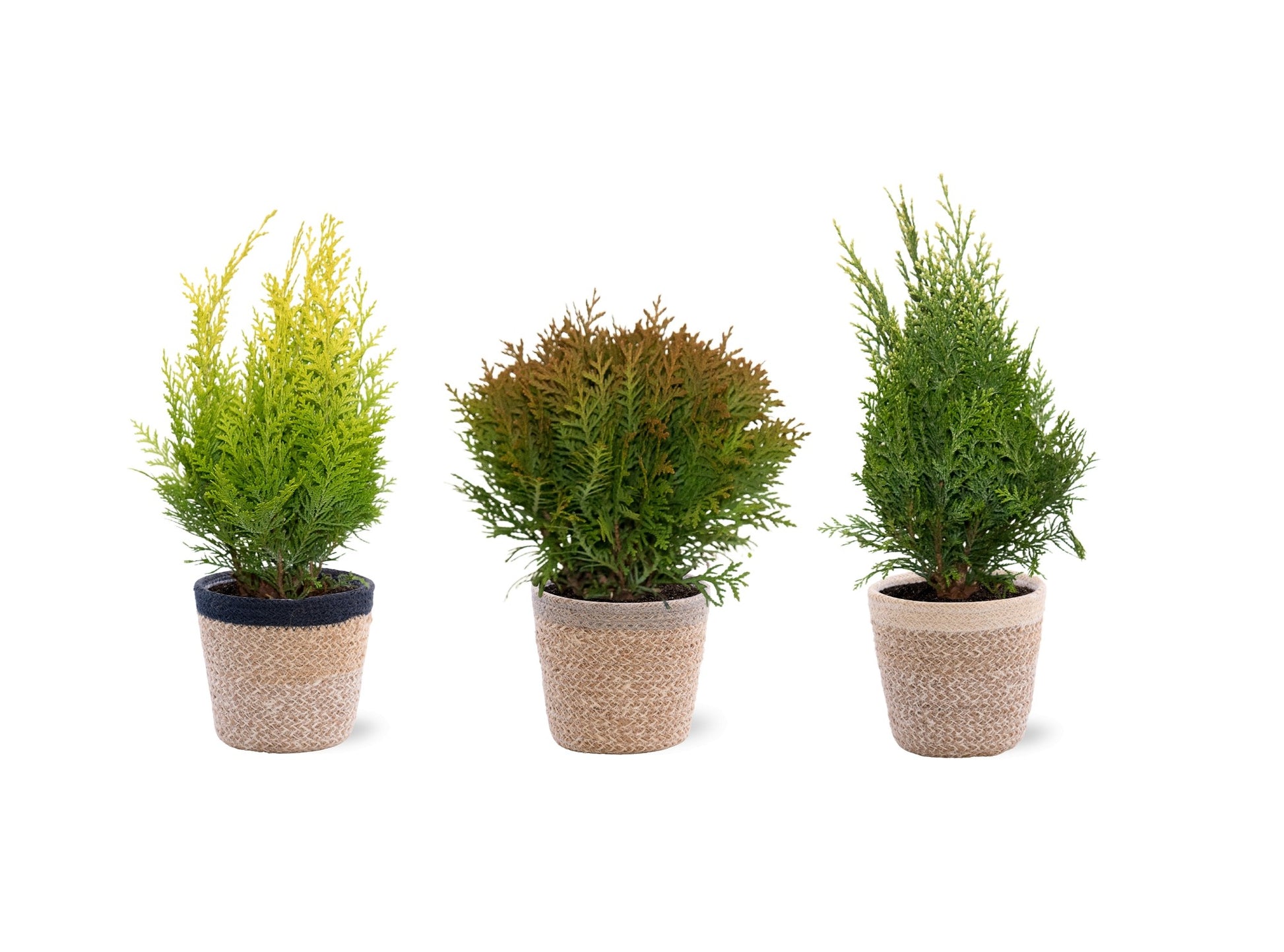 Conifer mix 35cm 13cm Pot