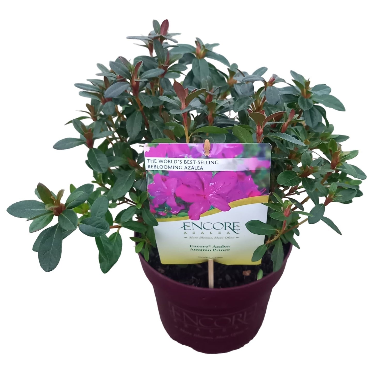 Rhododendron Encore Autumn Majesty 40cm 19cm Pot