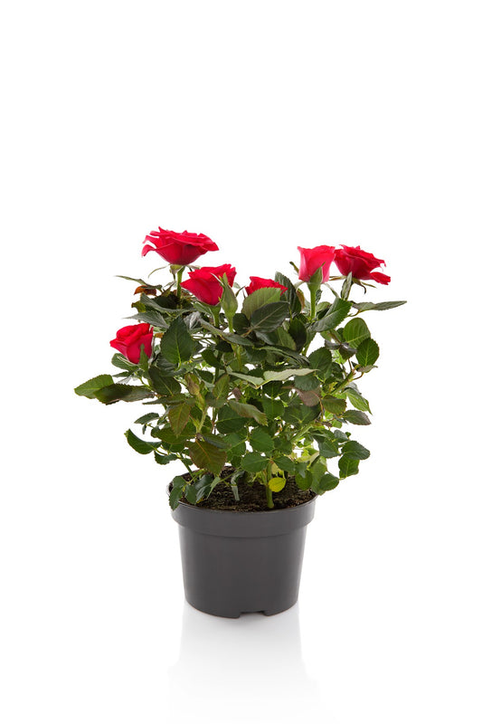 Rosa Kordana Grande Red Mercedes 25cm 10.5cm Pot
