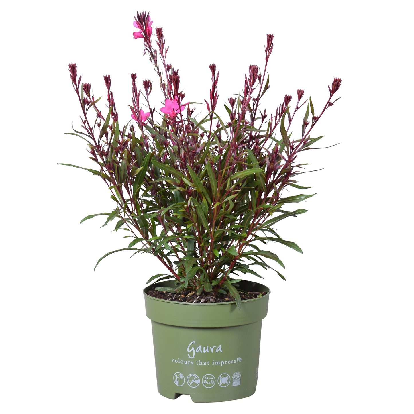 Gaura lind. Belleza Early pink 35cm 17cm Pot