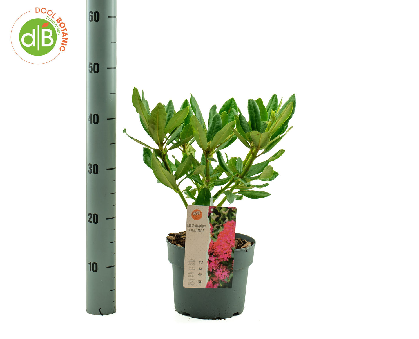 Rhododendron Nova Zembla 35cm 19cm Pot