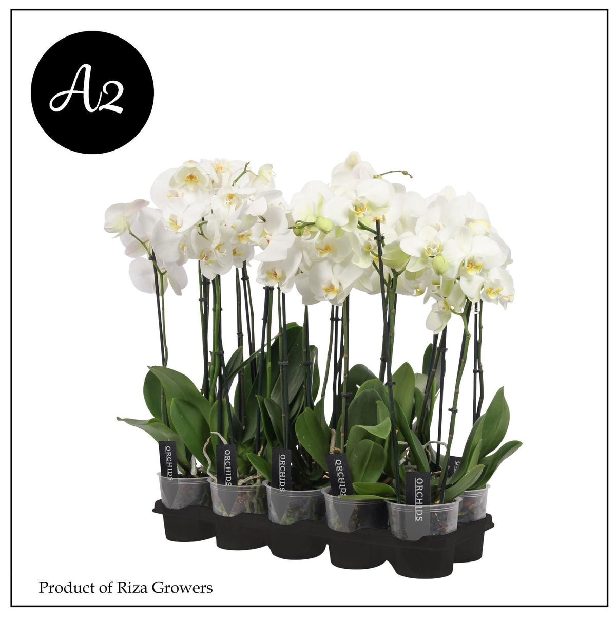 Phalaenopsis white 65cm 12cm Pot
