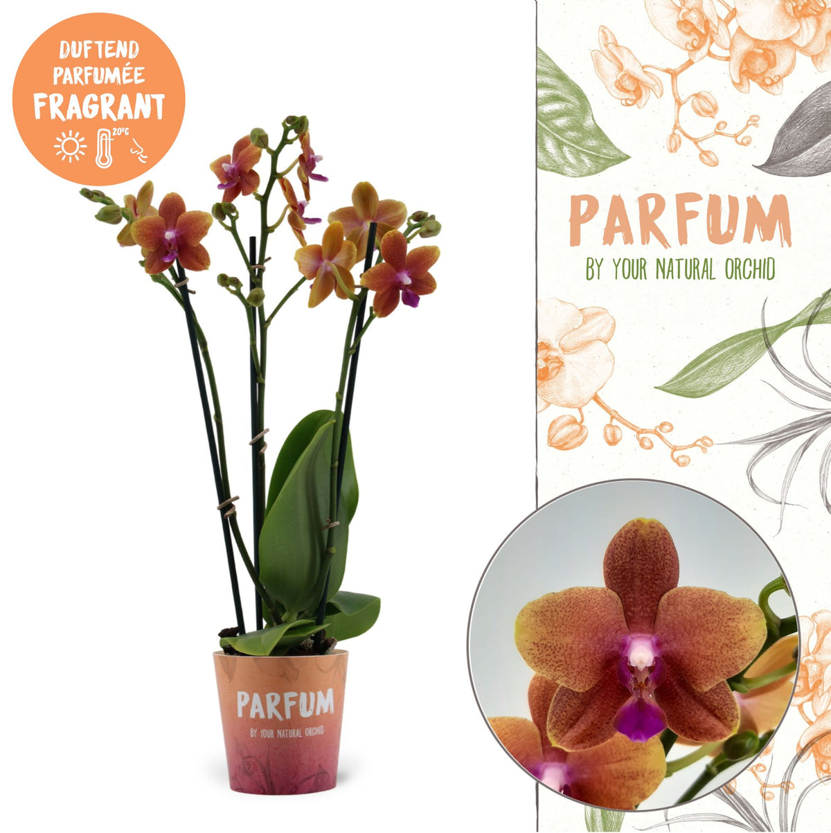 Phalaenopsis mf. Bolgheri 50cm 12cm Pot
