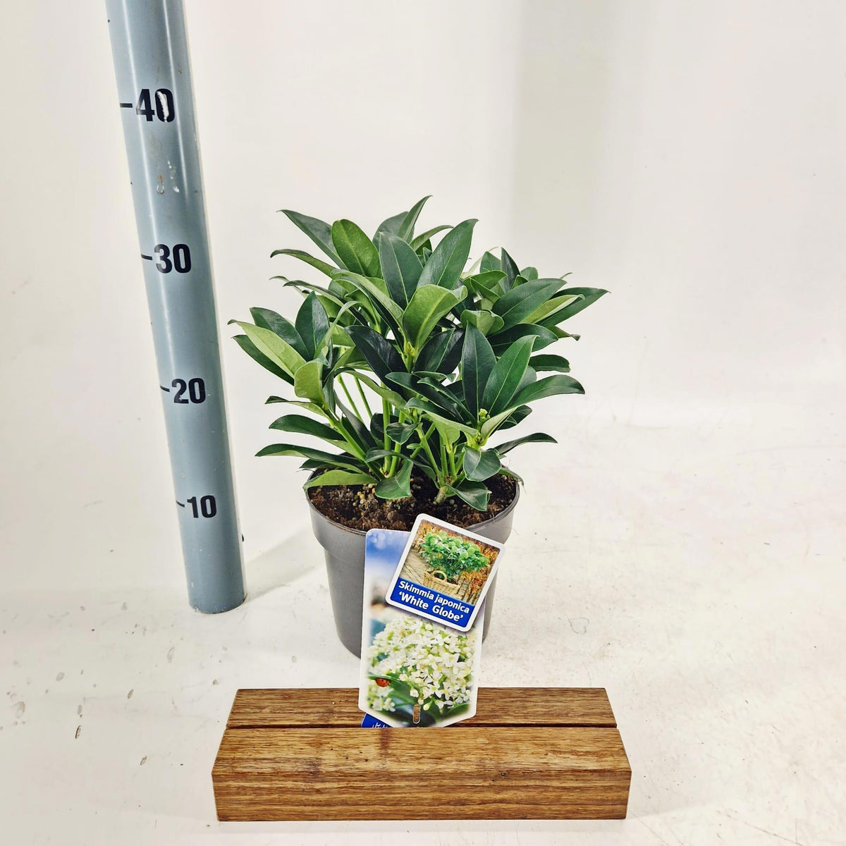 Skimmia japonica White Globe 30cm 17cm Pot