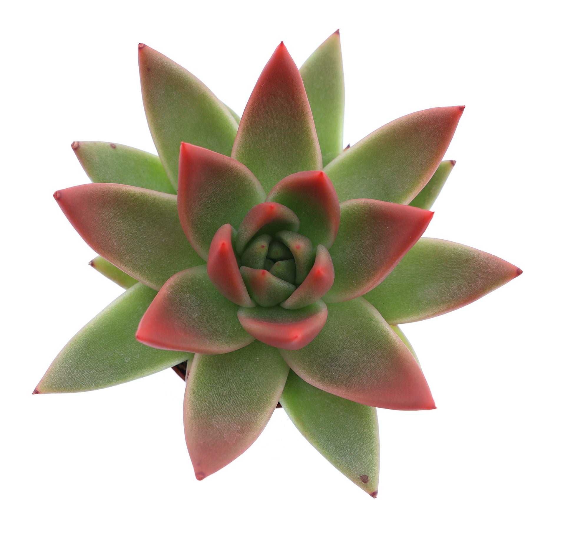 Euro Cactus Holland Bv Miranda tips red Pack of 16