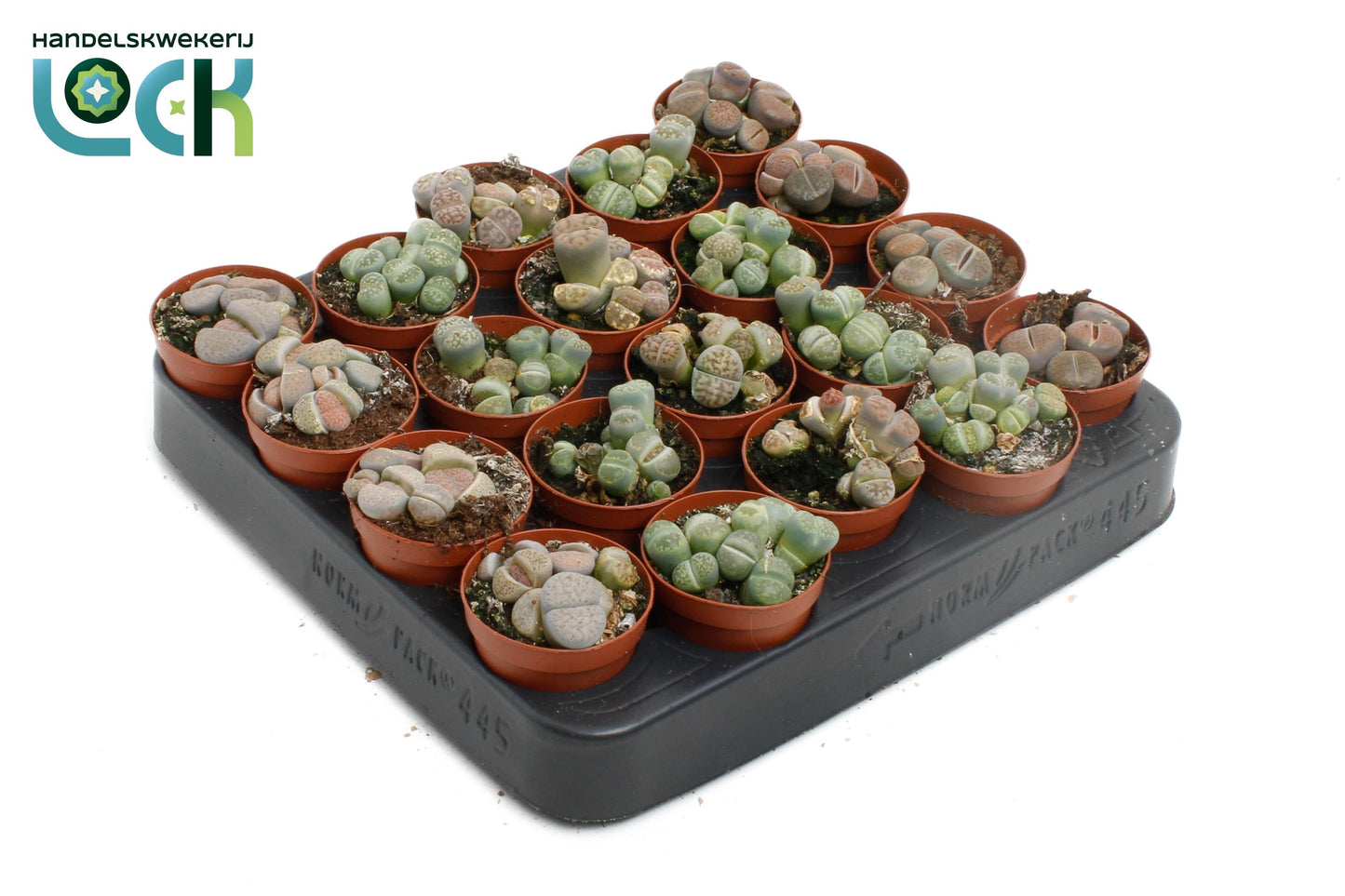 Lithops species mix 5cm 505cm Pot
