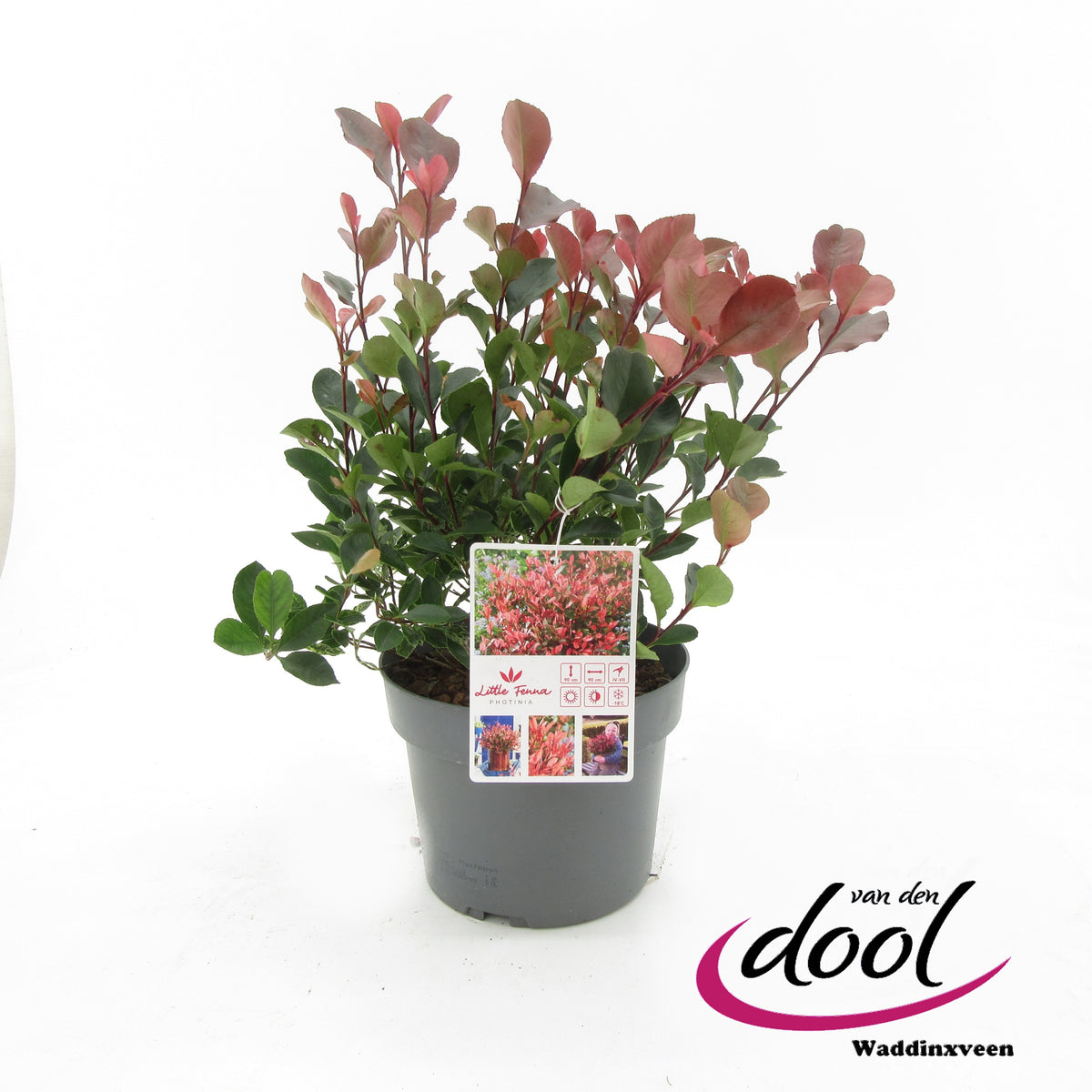 Photinia Little Fenna 35cm 19cm Pot