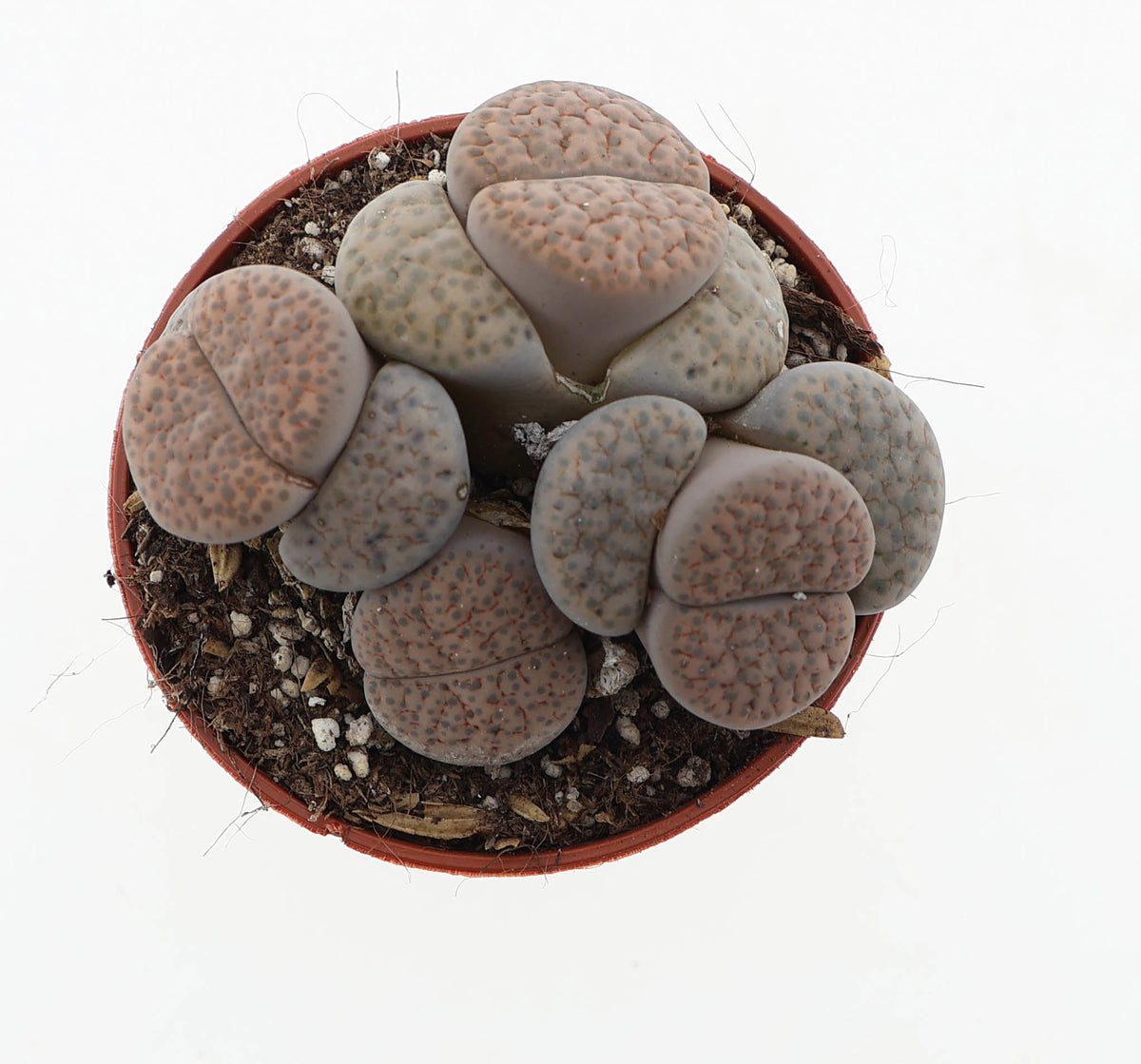 Lithops species mix 6cm 5.5cm Pot