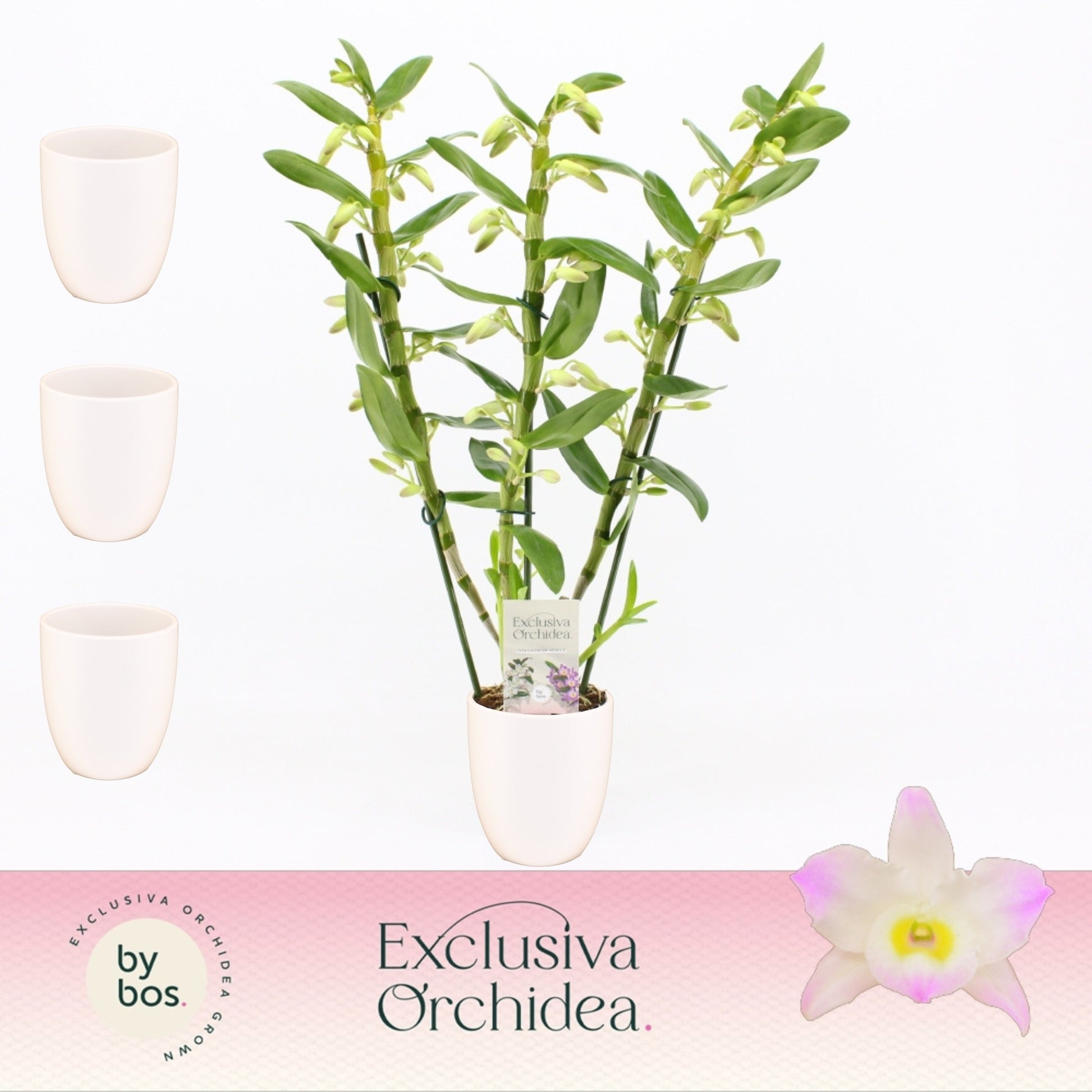 Dendrobium Kumiko 50cm 12cm Pot