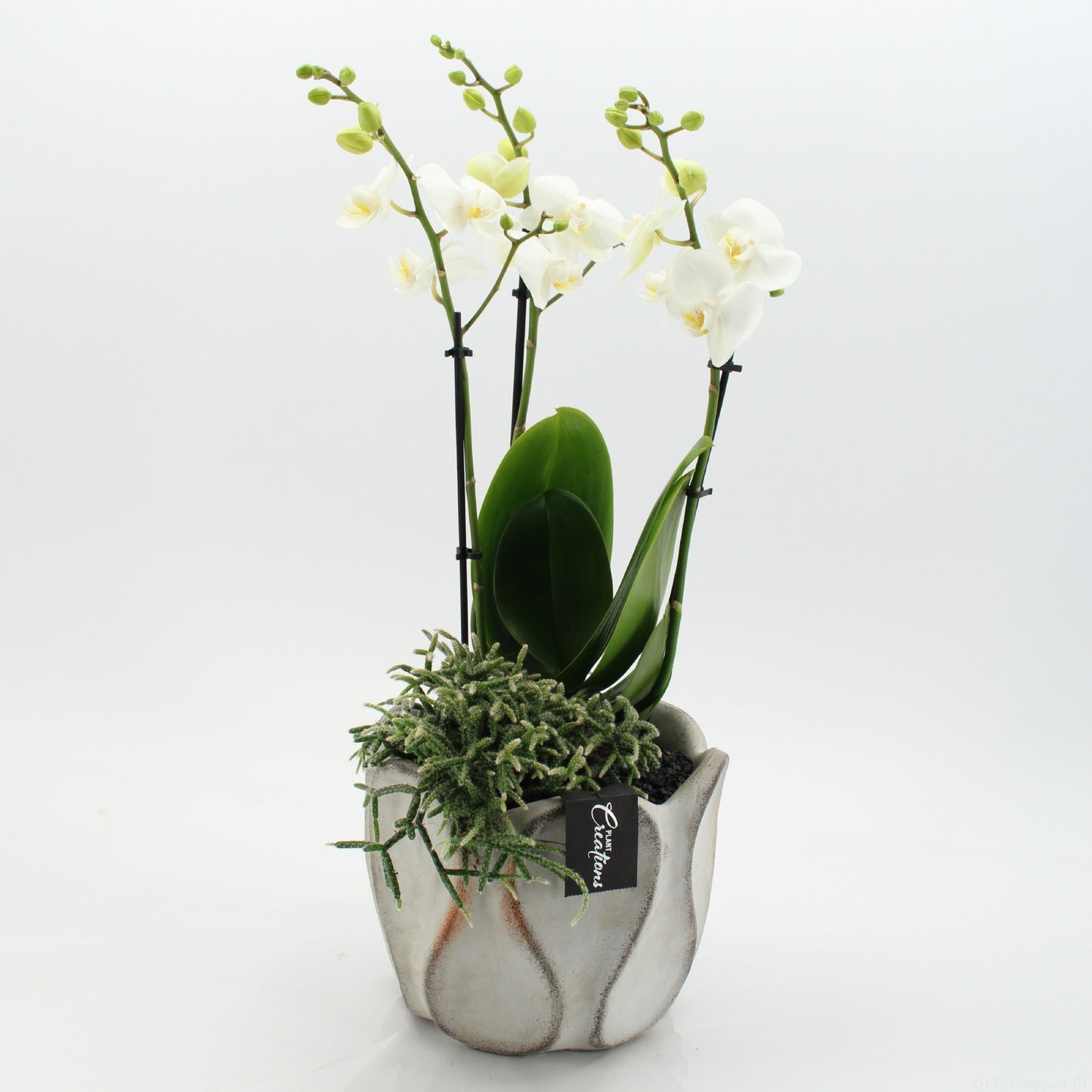 PHAL-2650W Phalaenopsis creatie 55cm 20cm Pot