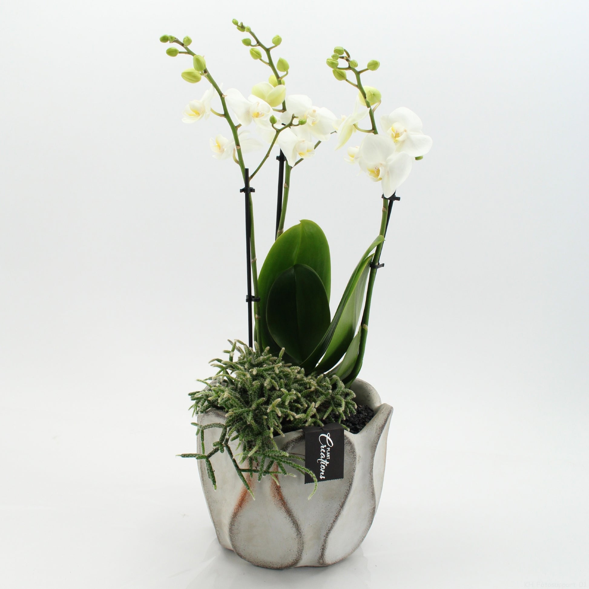 PHAL-2650W Phalaenopsis creatie 55cm 20cm Pot