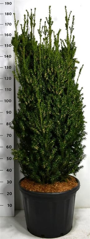 Taxus media Hillii 170cm 50cm Pot