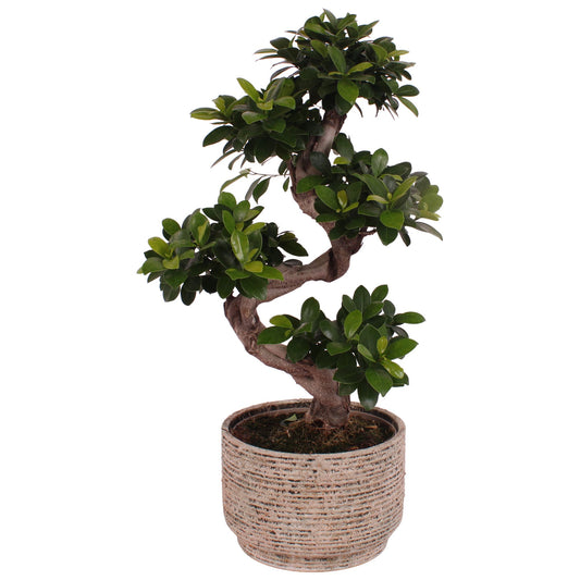 Ficus Ginseng 70cm 24cm Pot