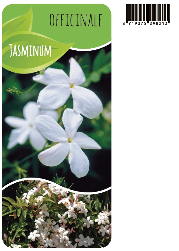 Jasminum officinale 60cm 14cm Pot