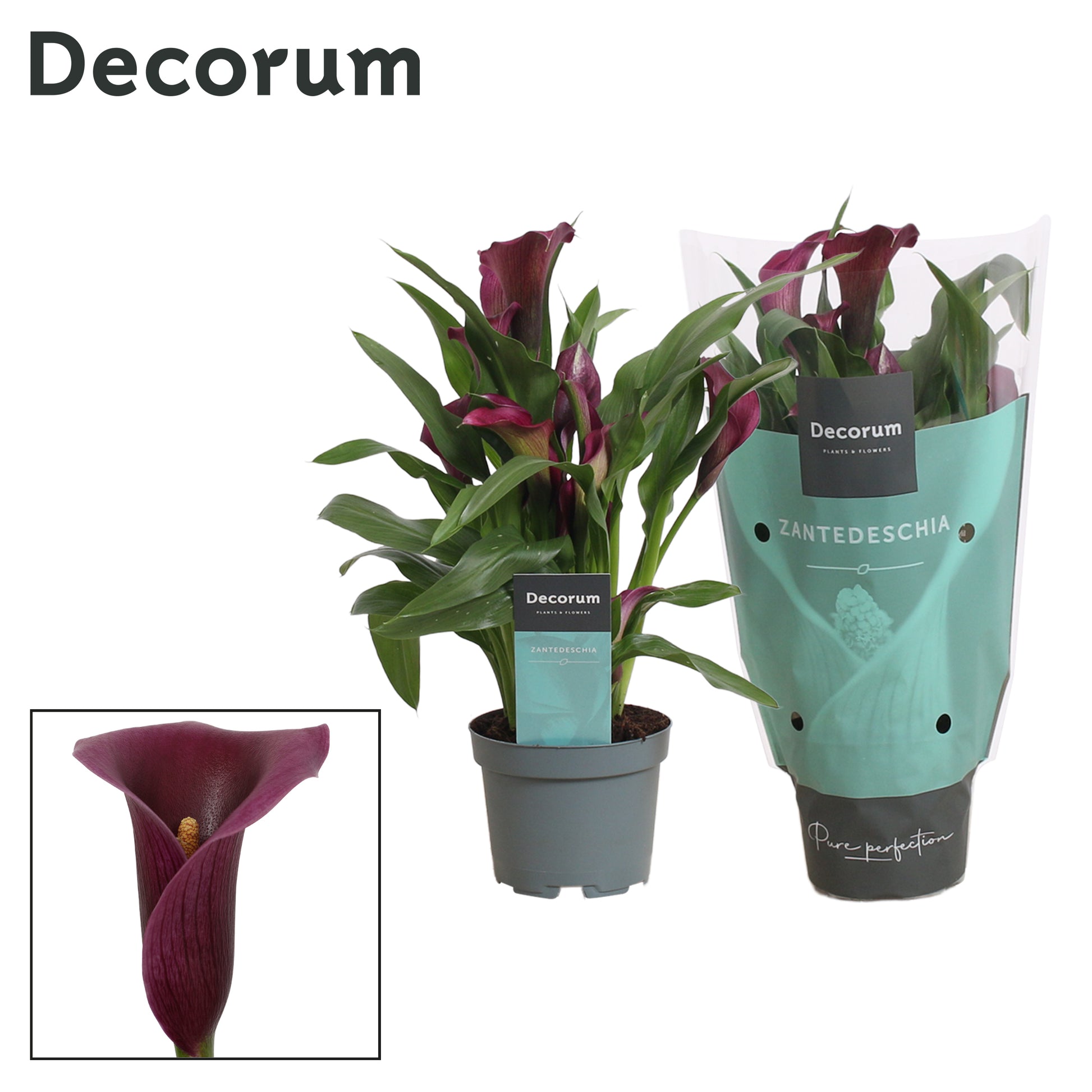 Vreugdenhil Bulbs & Plants Zantedeschia Paco Pack of 12