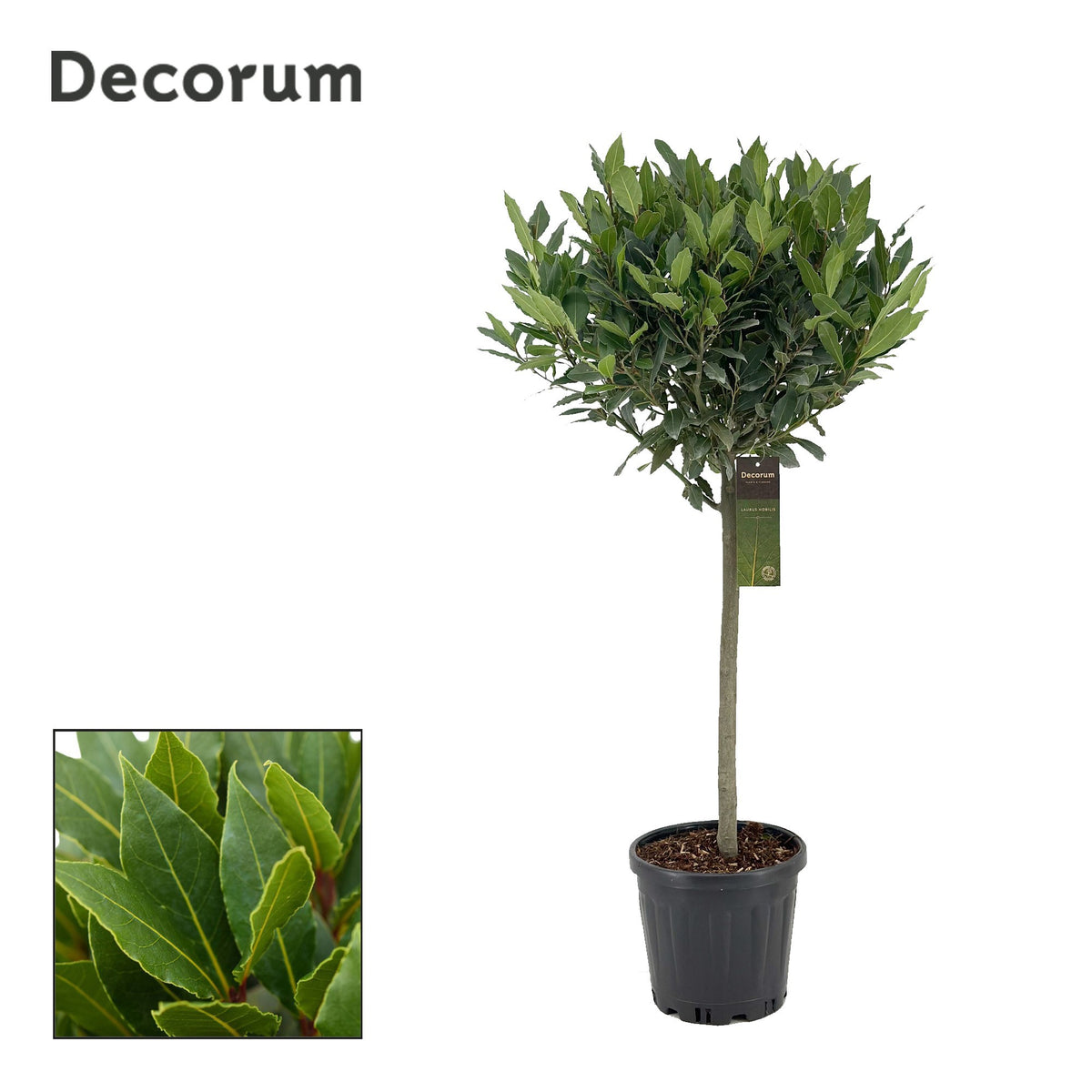 Laurus nobilis 110cm 25cm Pot