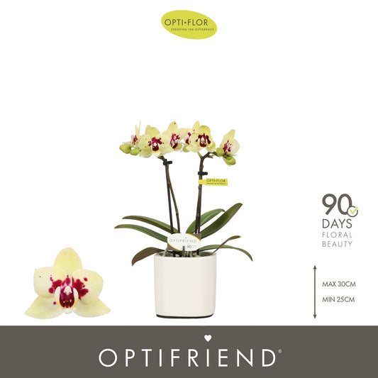 Phalaenopsis yellow 25cm 7cm Pot