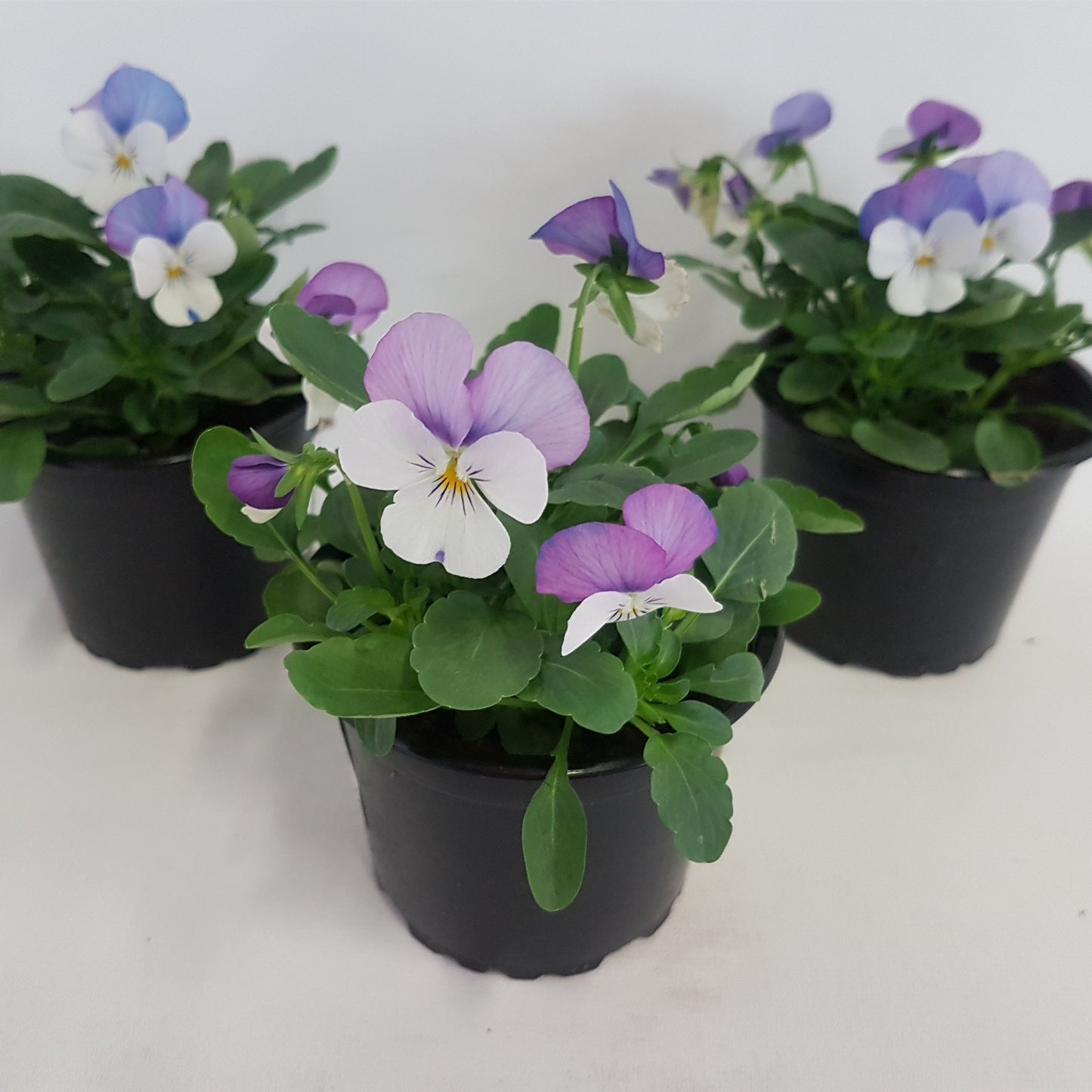 Viola corn. Evo Mini Pink 20cm 9cm Pot