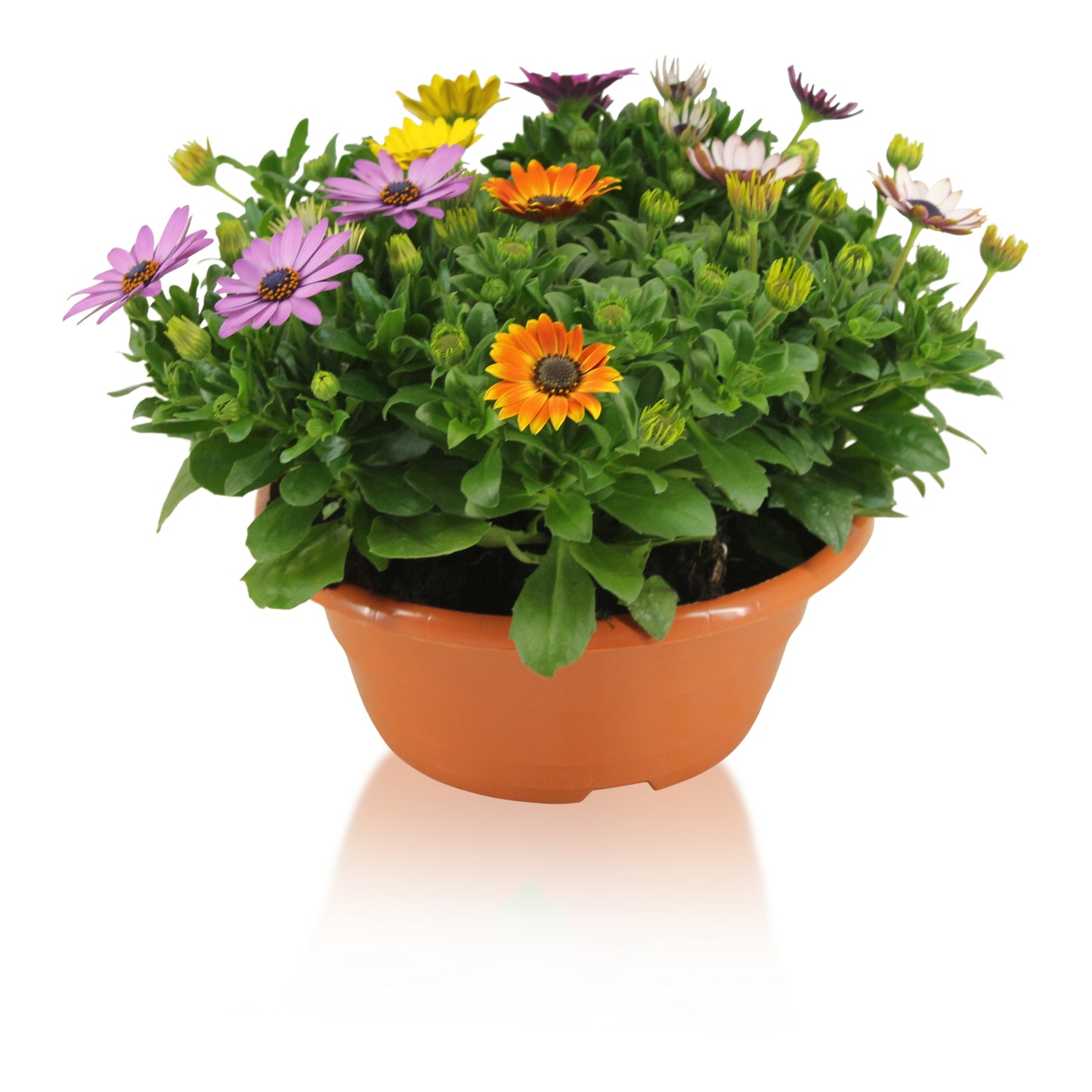 Osteospermum Margarita mix 27cm 23cm Pot