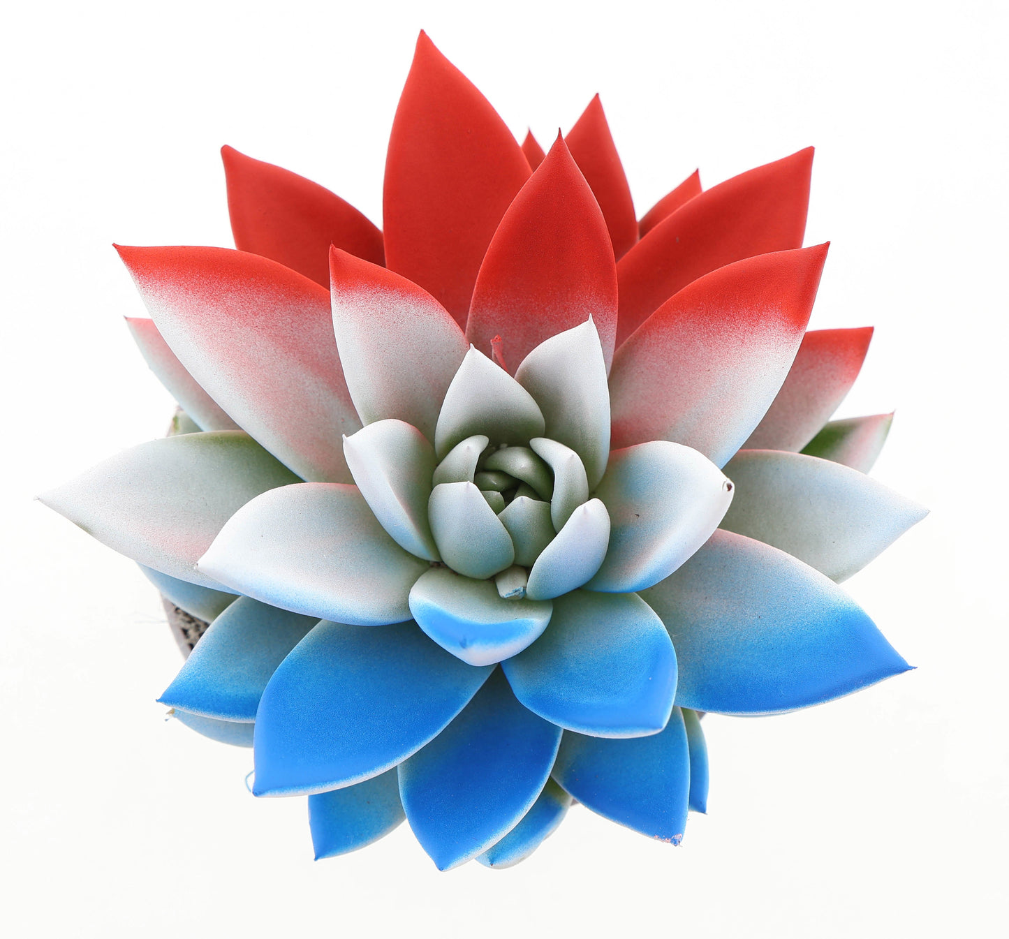 Euro Cactus Holland Bv Rainbow The Netherlands Pack of 8
