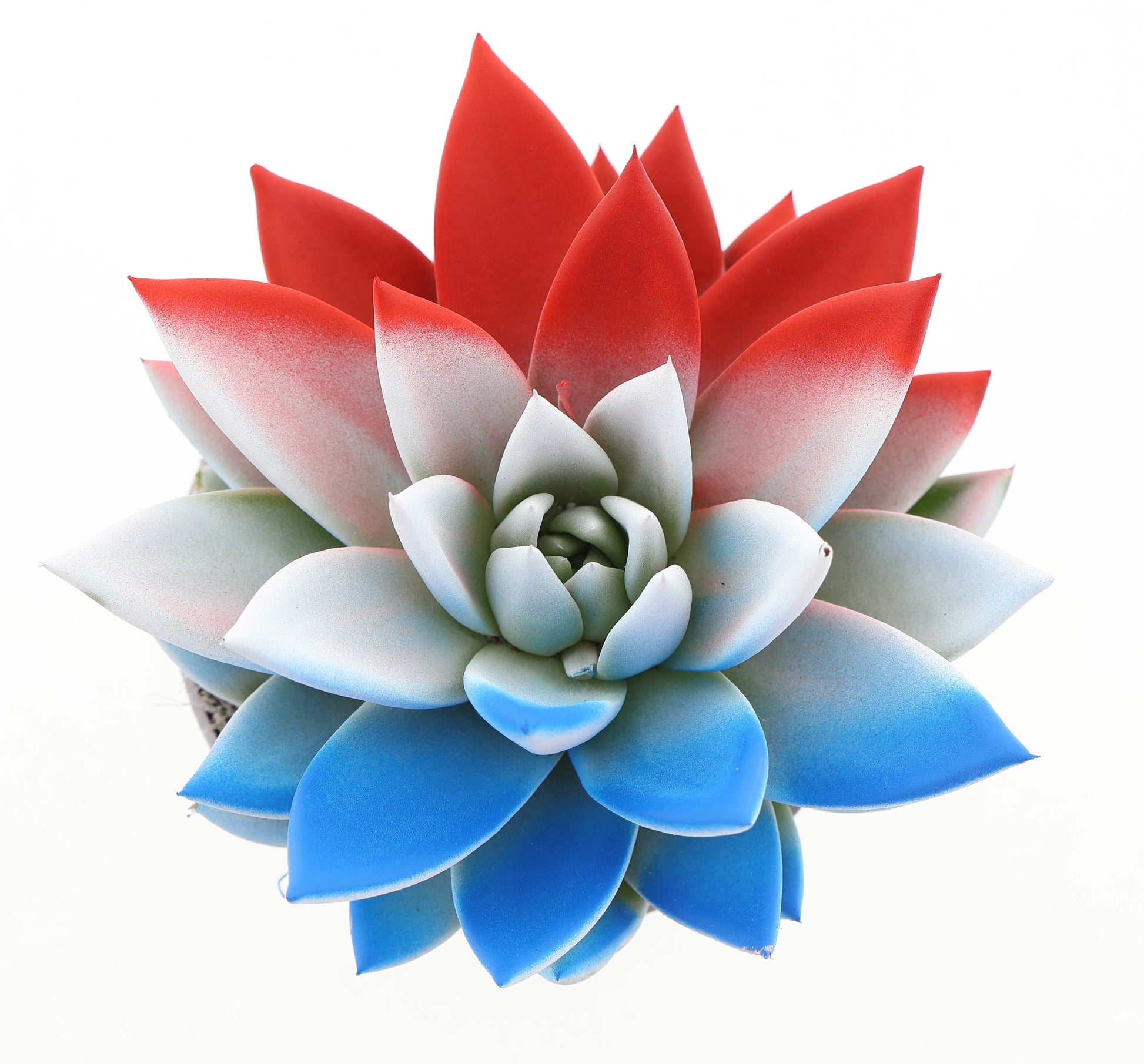 Euro Cactus Holland Bv Rainbow The Netherlands Pack of 8