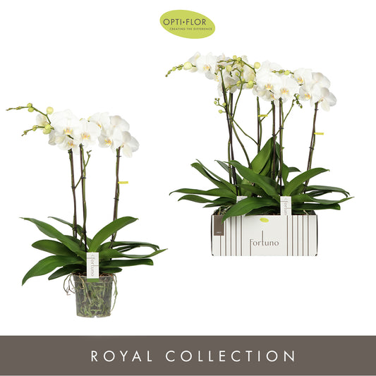 Phalaenopsis white 75cm 17cm Pot