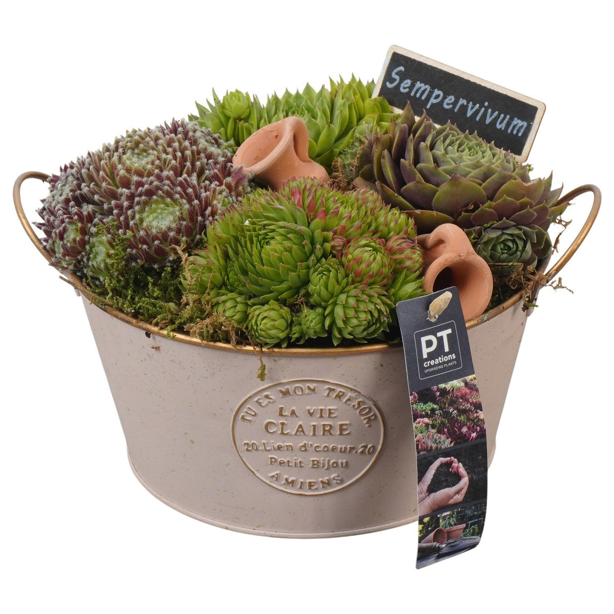 arr. Sempervivum 18cm 20cm Pot