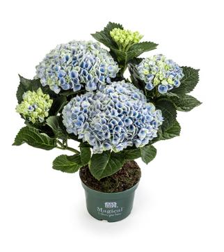 Hydrangea macrophylla Magical Revolution 25cm 10.5cm Pot
