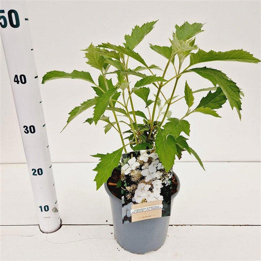 Hydrangea quercifolia Ice Crystal 35cm 17cm Pot