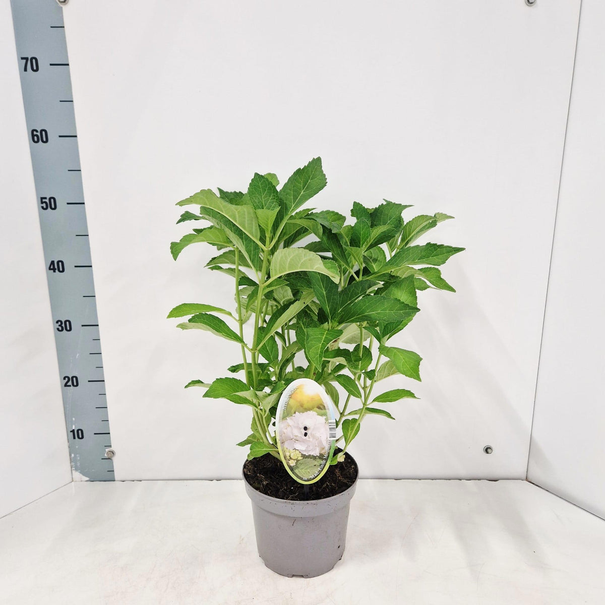 Hydrangea Madame Emile Mouillere 50cm 17cm Pot