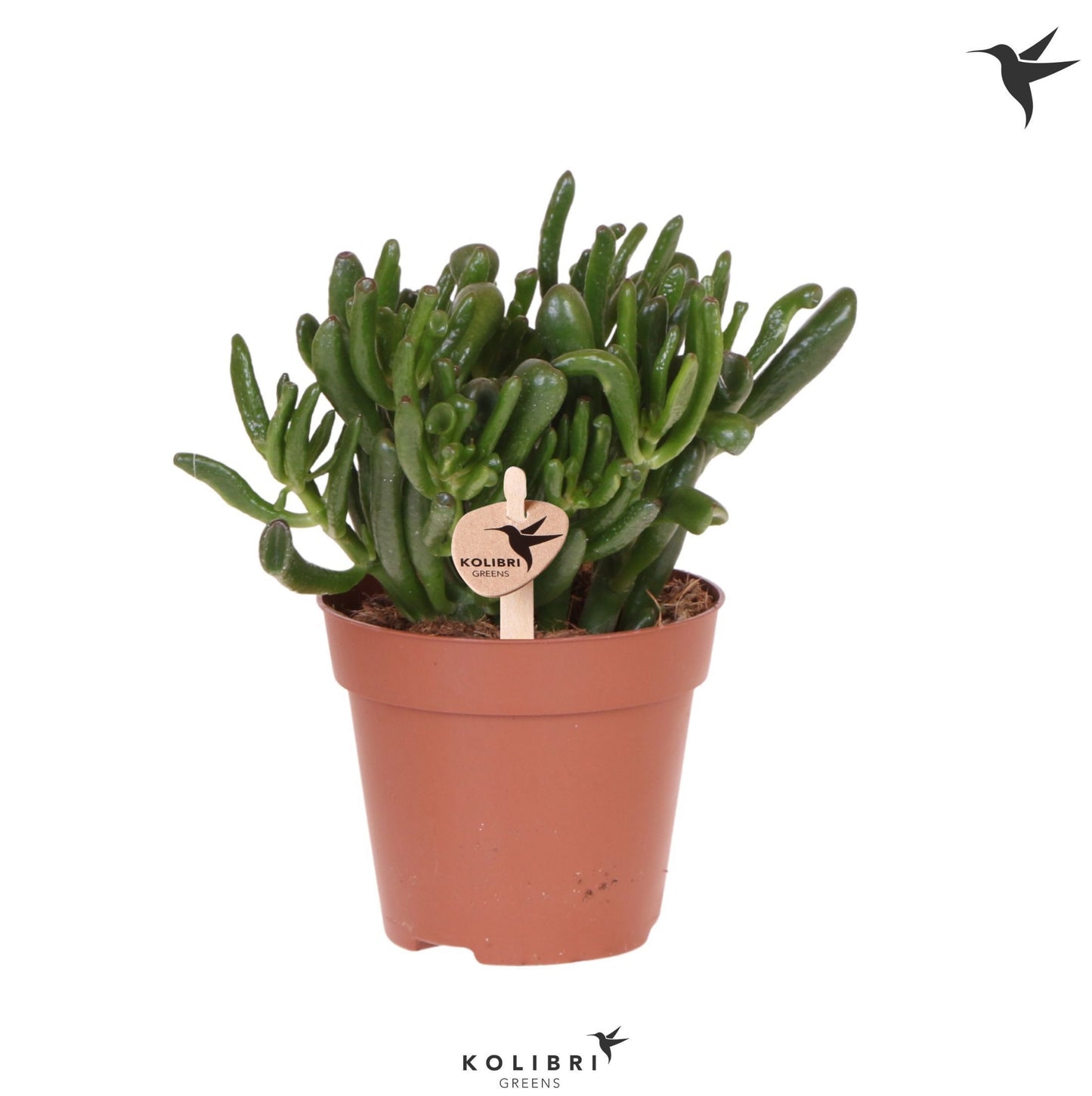 OK Plant Crassula Hobbit Pack of 6
