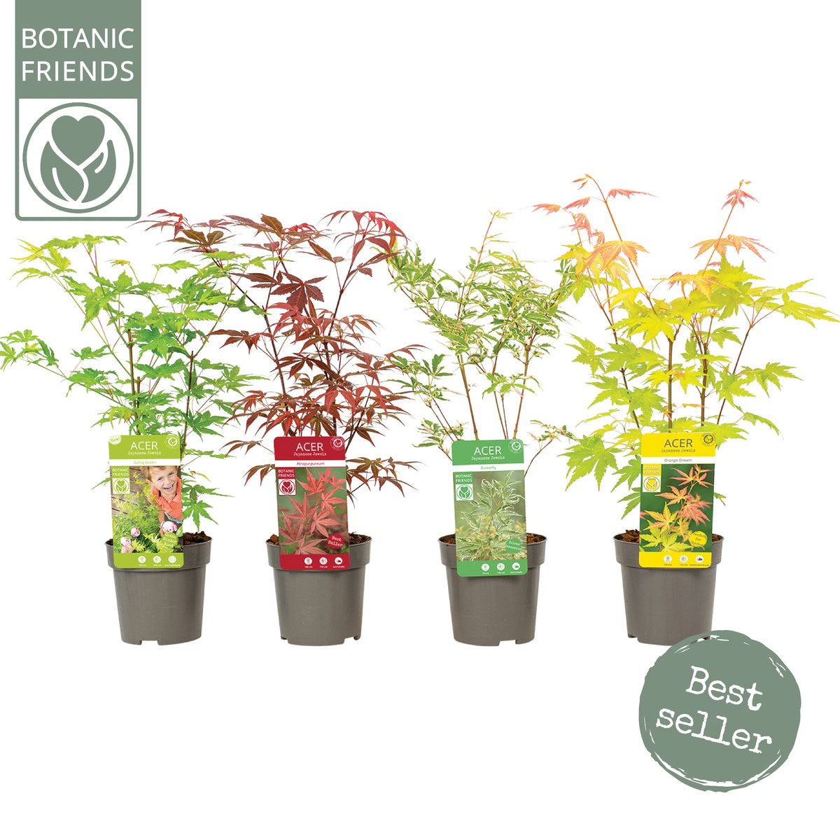Acer palmatum mix 40cm 10cm Pot