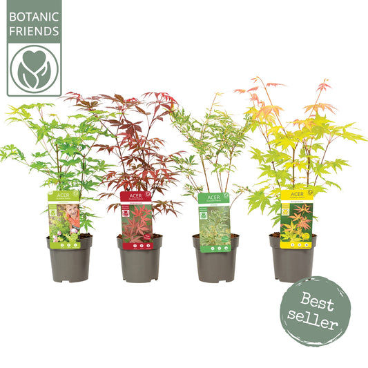 Acer palmatum mix 40cm 10cm Pot