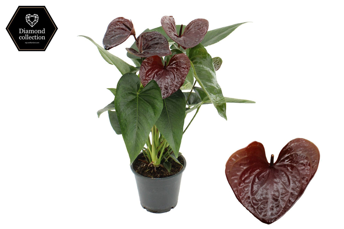 Anthurium Essencia 40cm 12cm Pot
