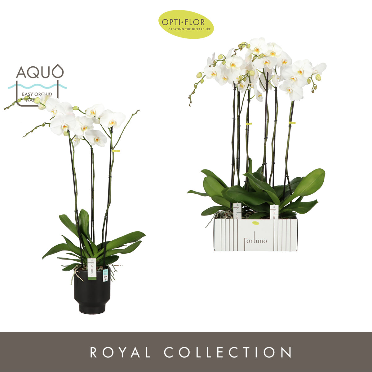 Phalaenopsis white 110cm 17cm Pot