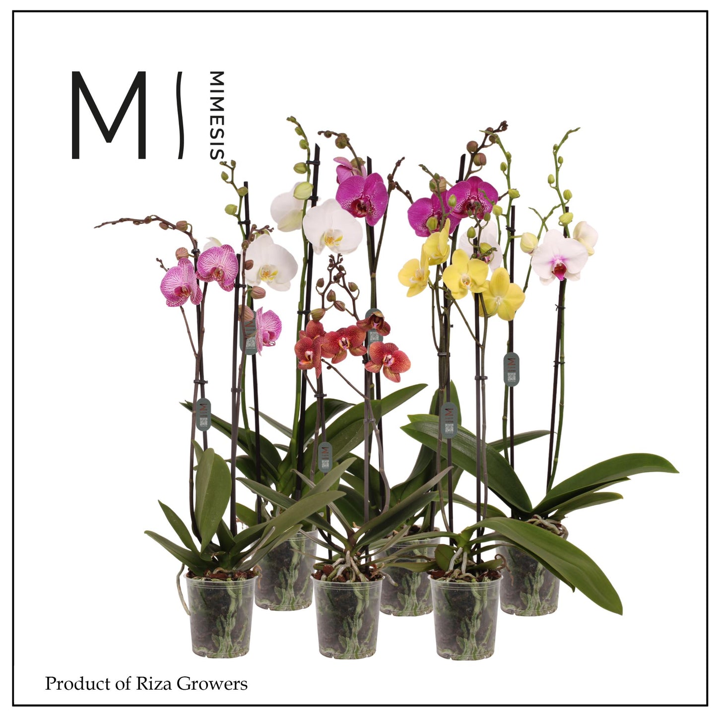 Phalaenopsis mix Mimesis 70cm 12cm Pot
