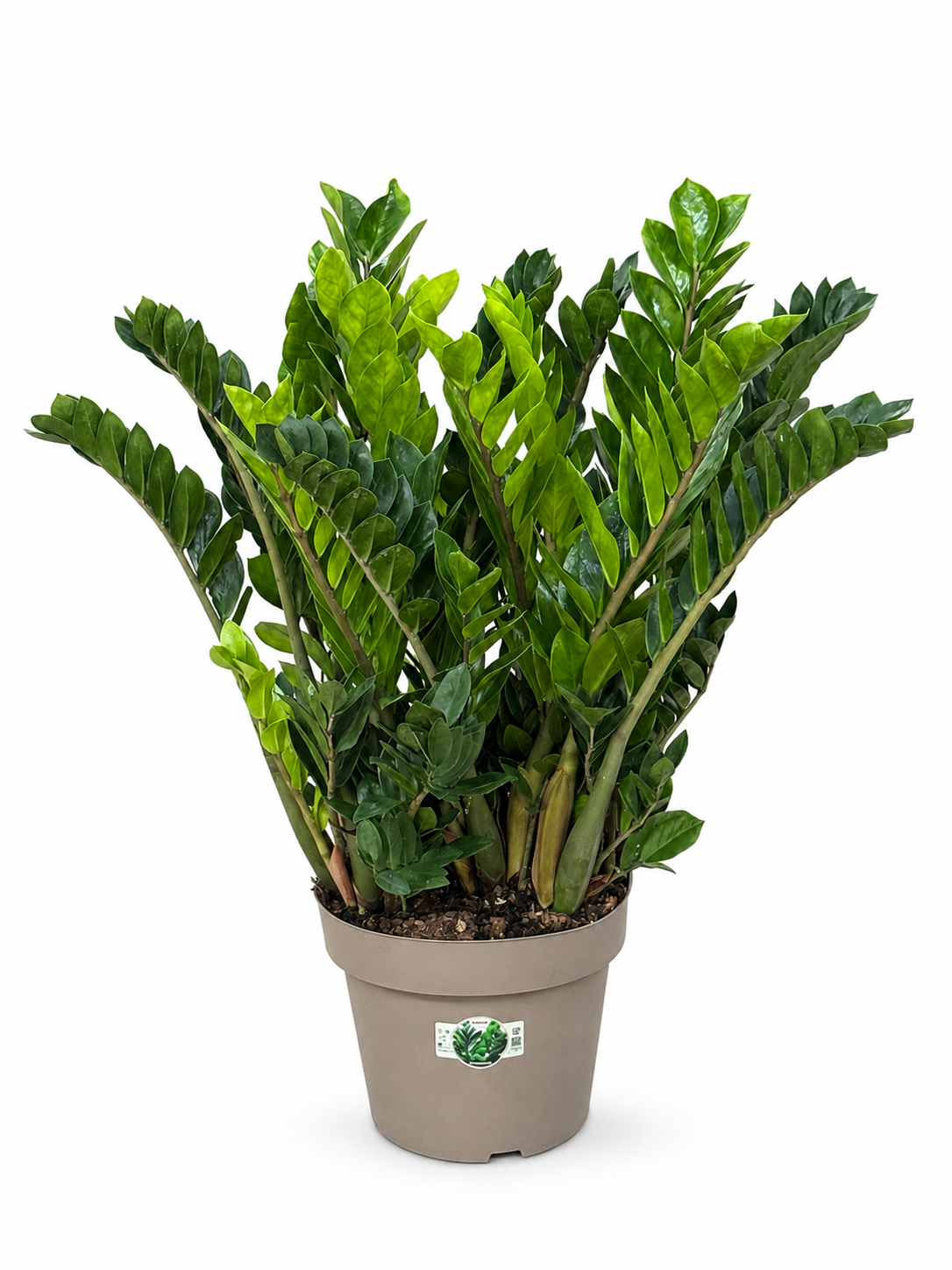 Zamioculcas zamiifolia 100cm 31cm Pot