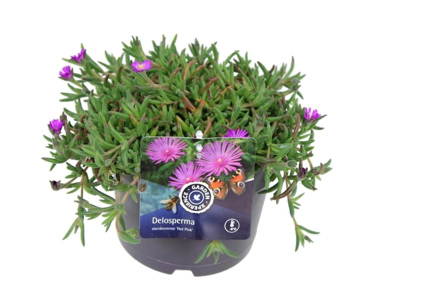 Delosperma aberdeenense 20cm 17cm Pot