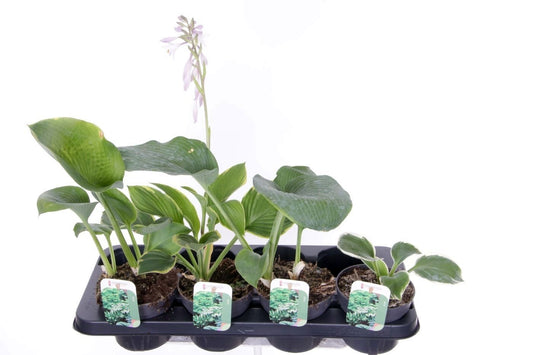 Hosta mix 50cm 13cm Pot