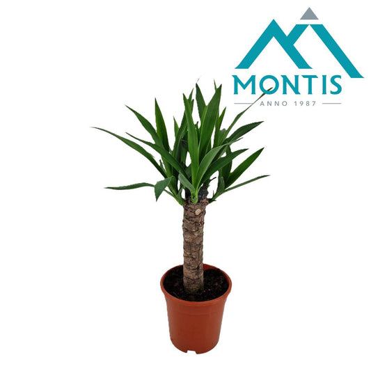 Yucca stem 60cm 17cm Pot