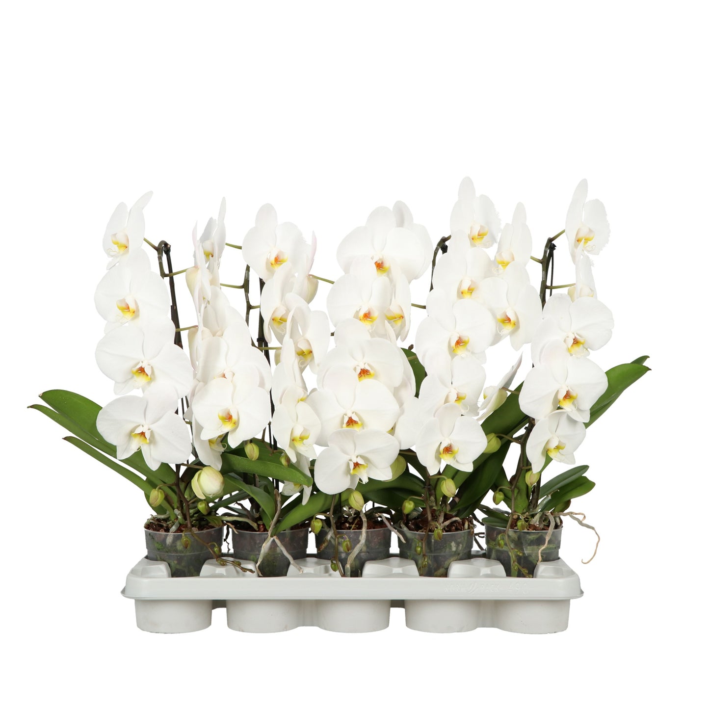Opti-Flor Phalaenopsis white cascade Pack of 5